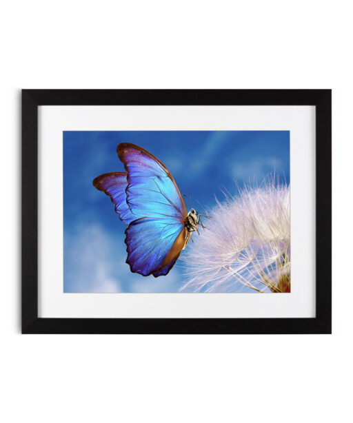 Blue Butterfly Animals BORBOLETAS 03 - Image 4