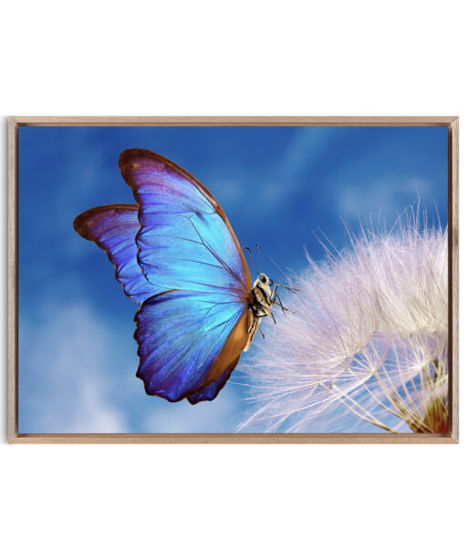 Blue Butterfly Animals BORBOLETAS 03 - Image 5