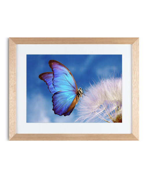 Alternative view of Blue Butterfly Animals BORBOLETAS 03
