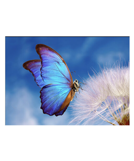 Blue Butterfly Animals BORBOLETAS 03 - Image 7