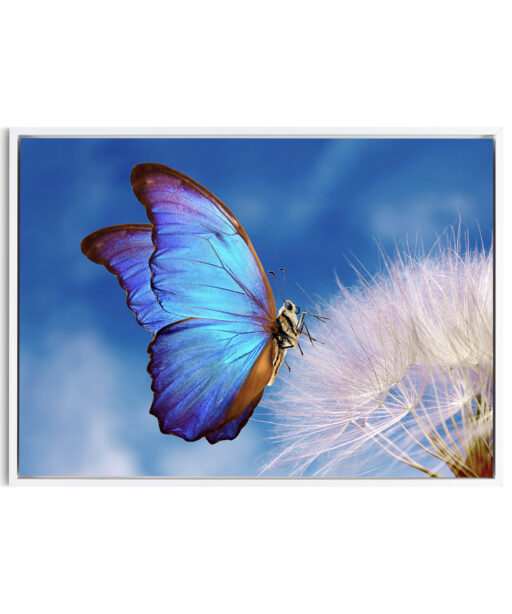 Blue Butterfly Animals BORBOLETAS 03 - Image 6