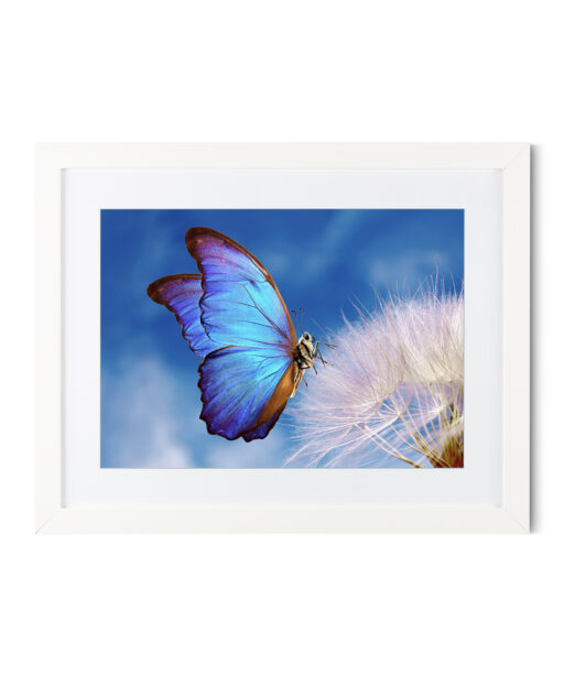 Blue Butterfly Animals BORBOLETAS 03 - Image 3