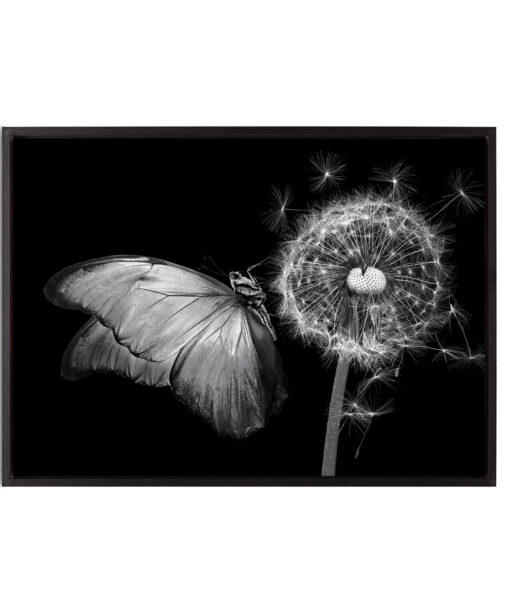 B&W Butterfly Animals BORBOLETAS 04 - Image 8