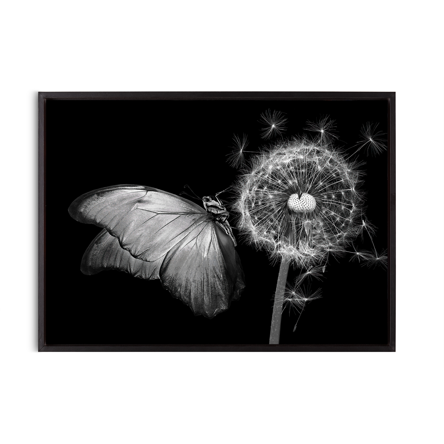 B&W Butterfly Animals BORBOLETAS 04 - Image 8