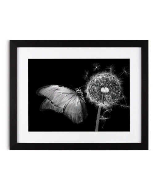 B&W Butterfly Animals BORBOLETAS 04 - Image 4
