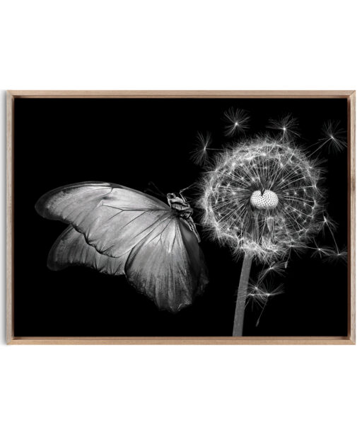 B&W Butterfly Animals BORBOLETAS 04 - Image 5