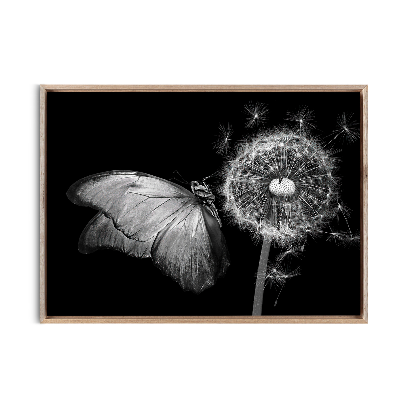 B&W Butterfly Animals BORBOLETAS 04 - Image 5