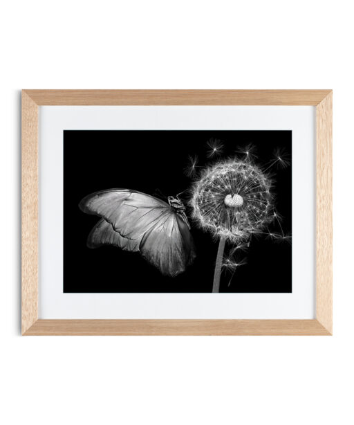 Alternative view of B&W Butterfly Animals BORBOLETAS 04