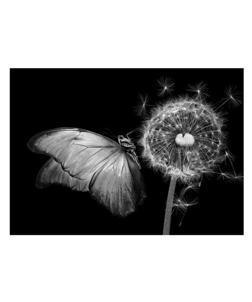 B&W Butterfly Animals BORBOLETAS 04 - Image 7