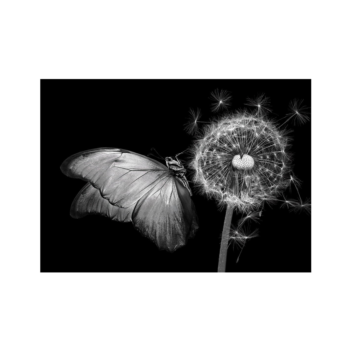 B&W Butterfly Animals BORBOLETAS 04 - Image 7