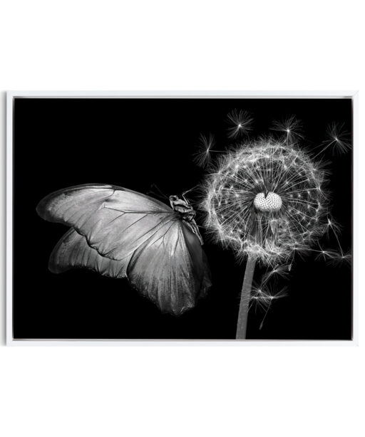 B&W Butterfly Animals BORBOLETAS 04 - Image 6