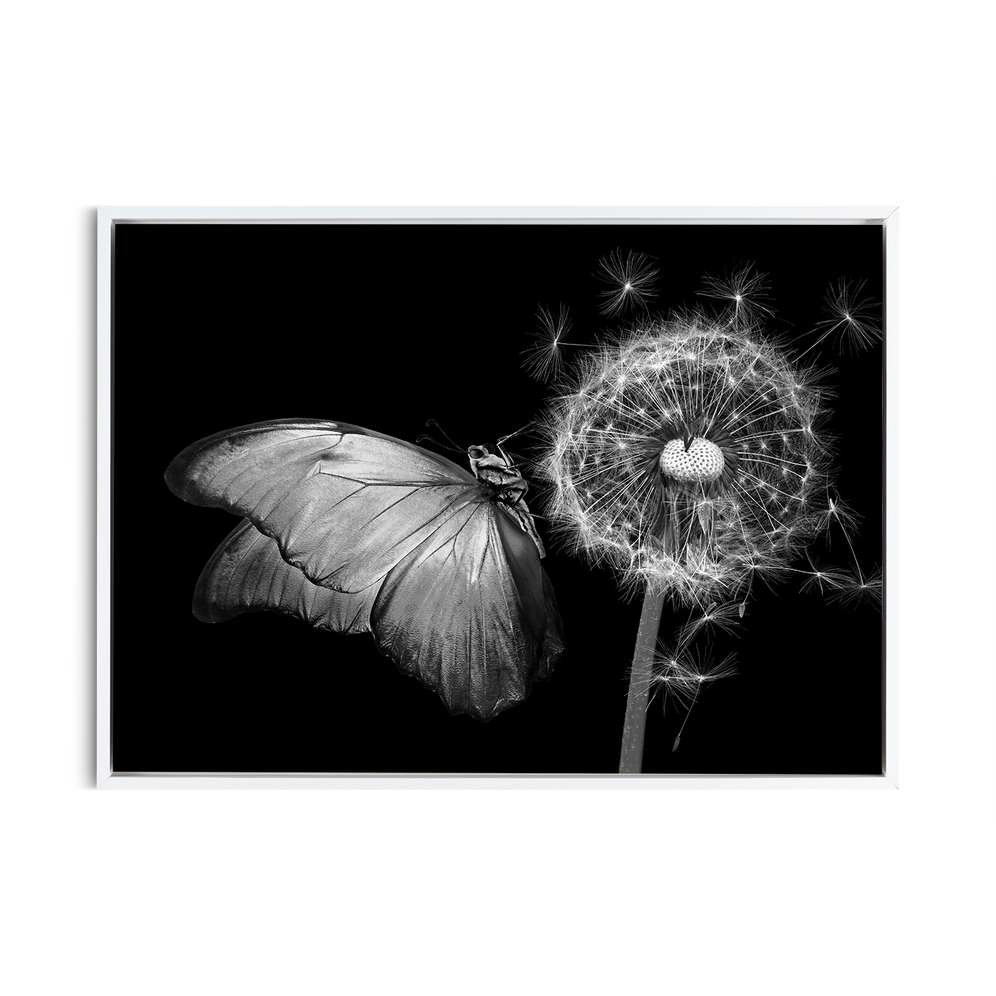 B&W Butterfly Animals BORBOLETAS 04 - Image 6