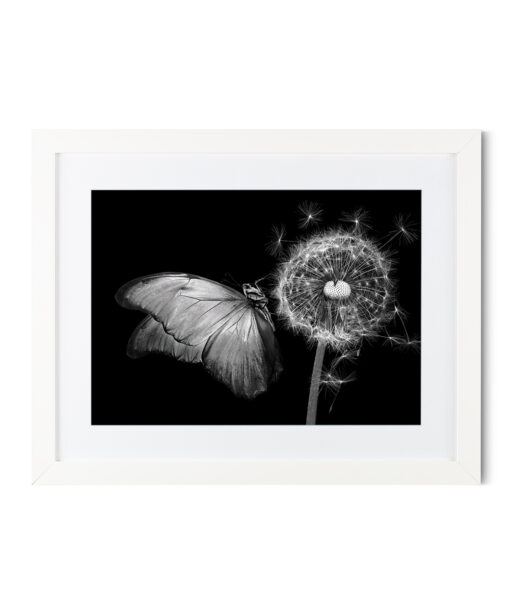 B&W Butterfly Animals BORBOLETAS 04 - Image 3