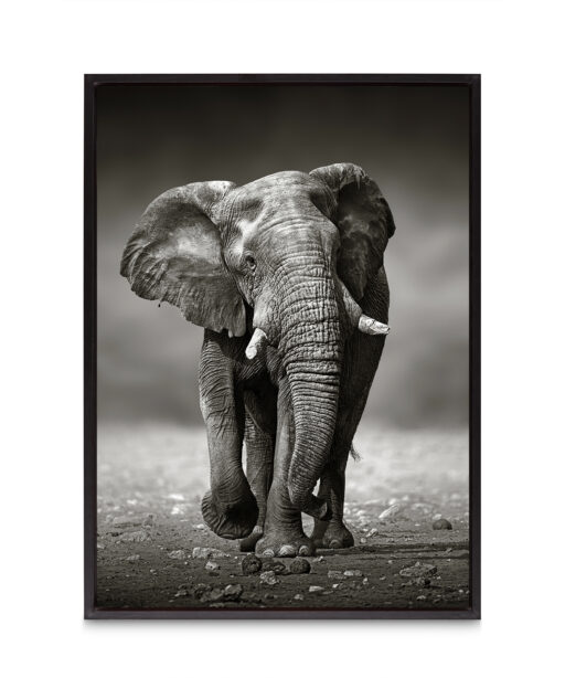 B&W Elephant Animals ELEFANTES-11 - Image 8