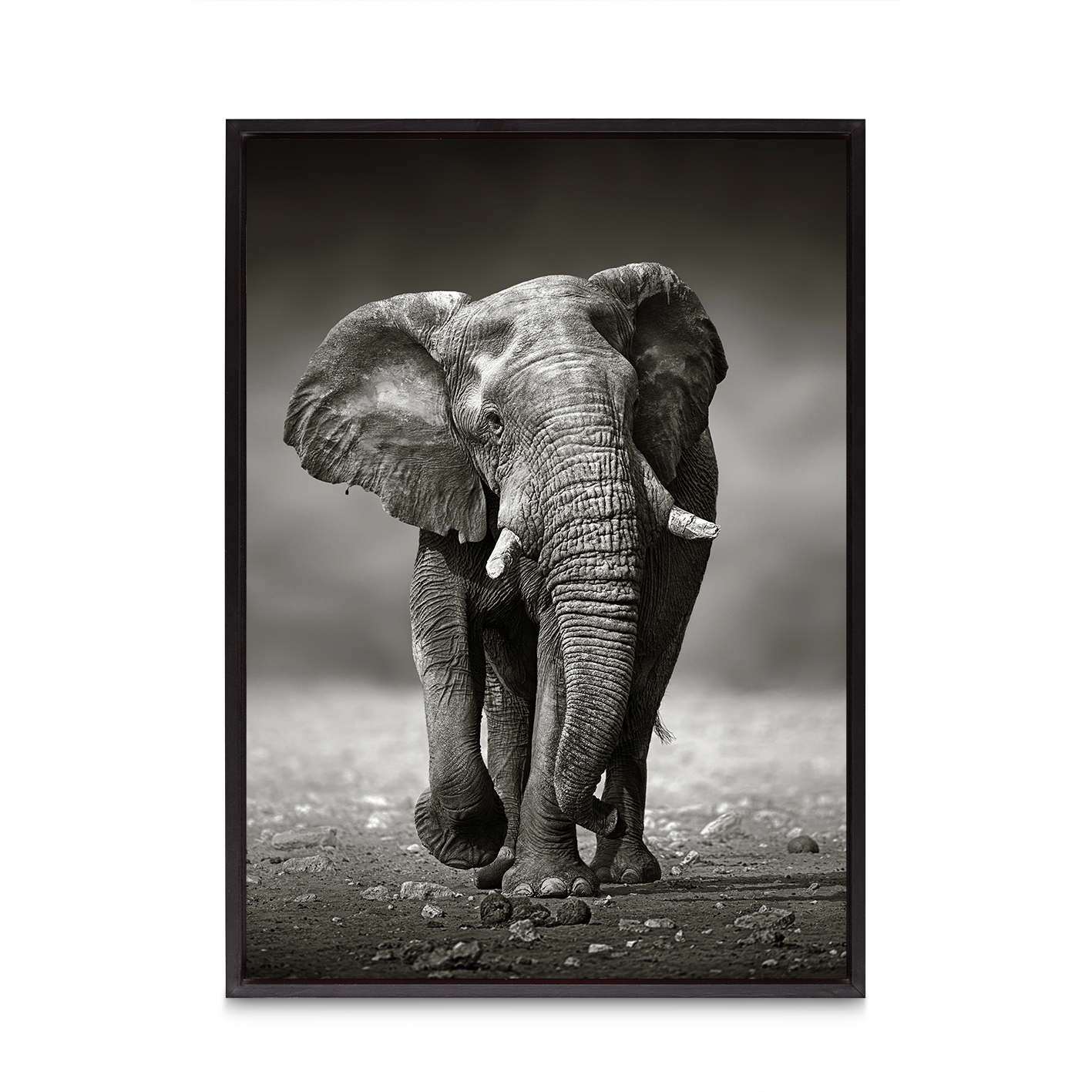 B&W Elephant Animals ELEFANTES-11 - Image 8