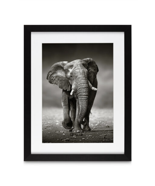 B&W Elephant Animals ELEFANTES-11 - Image 4