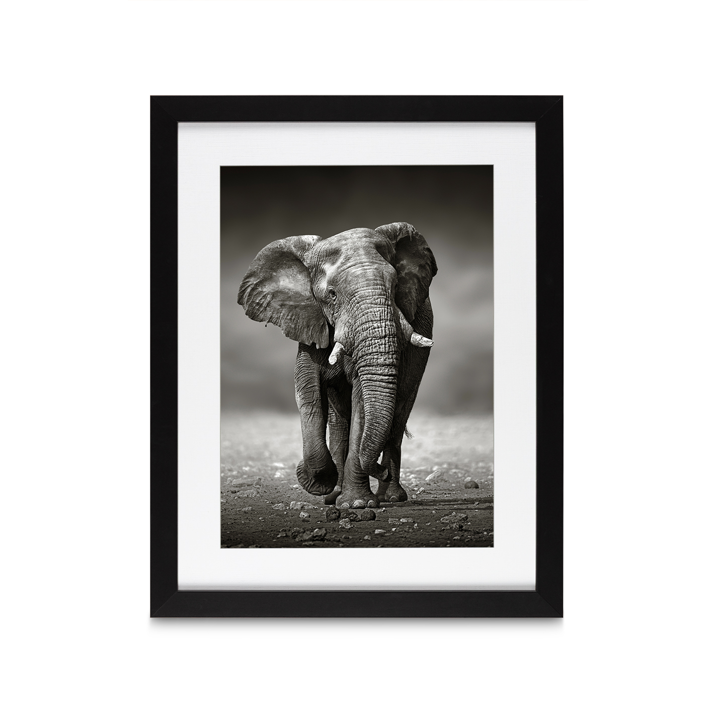 B&W Elephant Animals ELEFANTES-11 - Image 4