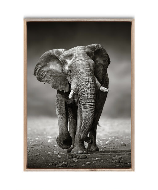 B&W Elephant Animals ELEFANTES-11 - Image 5