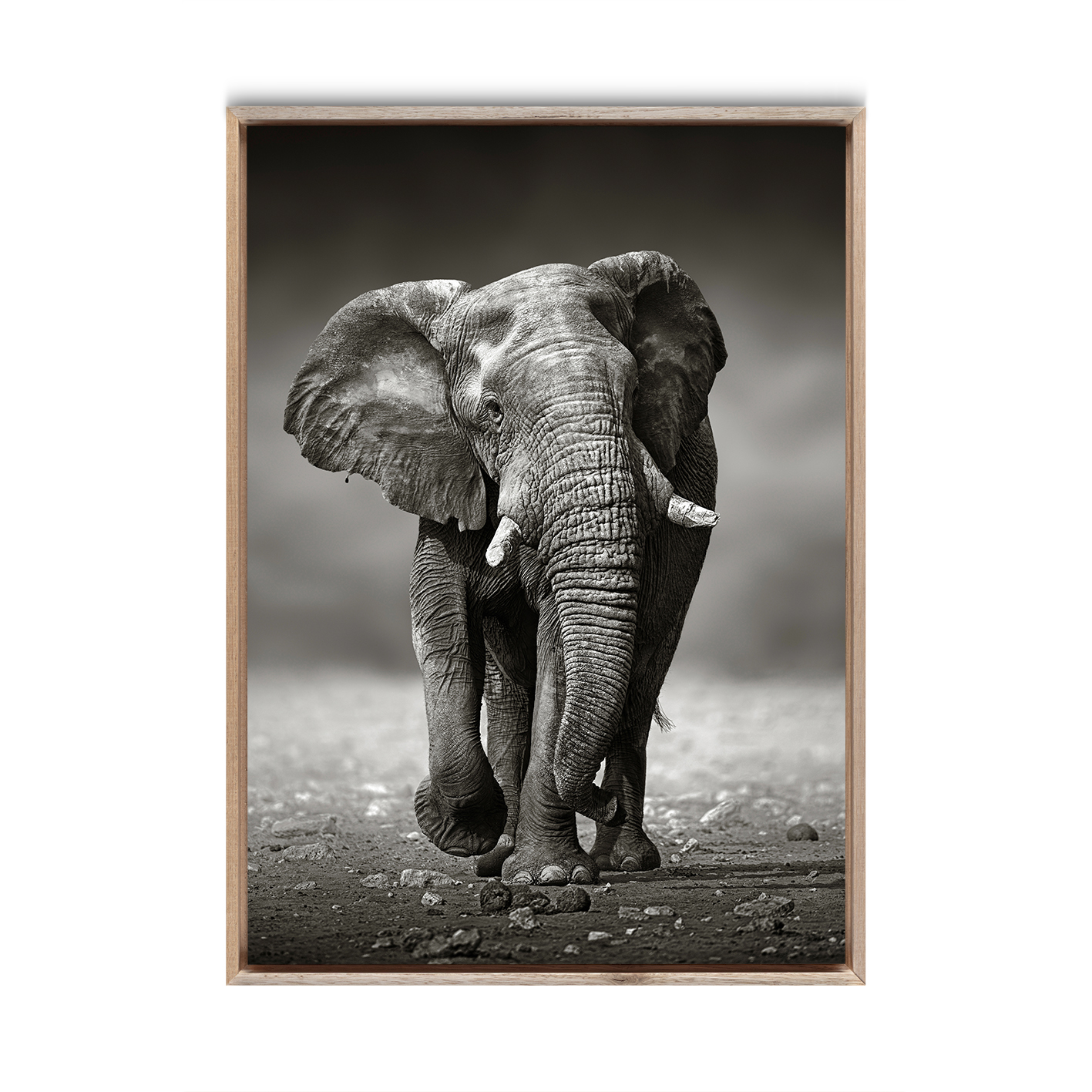 B&W Elephant Animals ELEFANTES-11 - Image 5