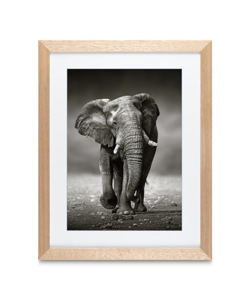Alternative view of B&W Elephant Animals ELEFANTES-11