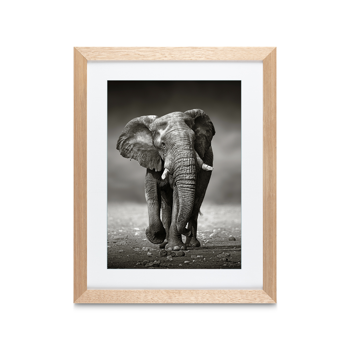 B&W Elephant Animals ELEFANTES-11 - Image 2