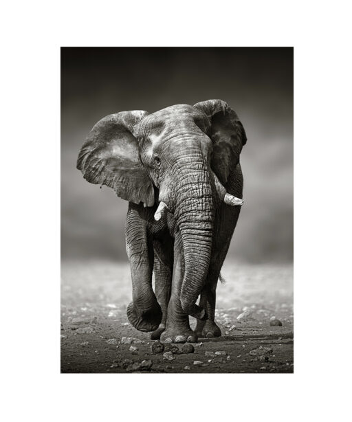 B&W Elephant Animals ELEFANTES-11 - Image 7