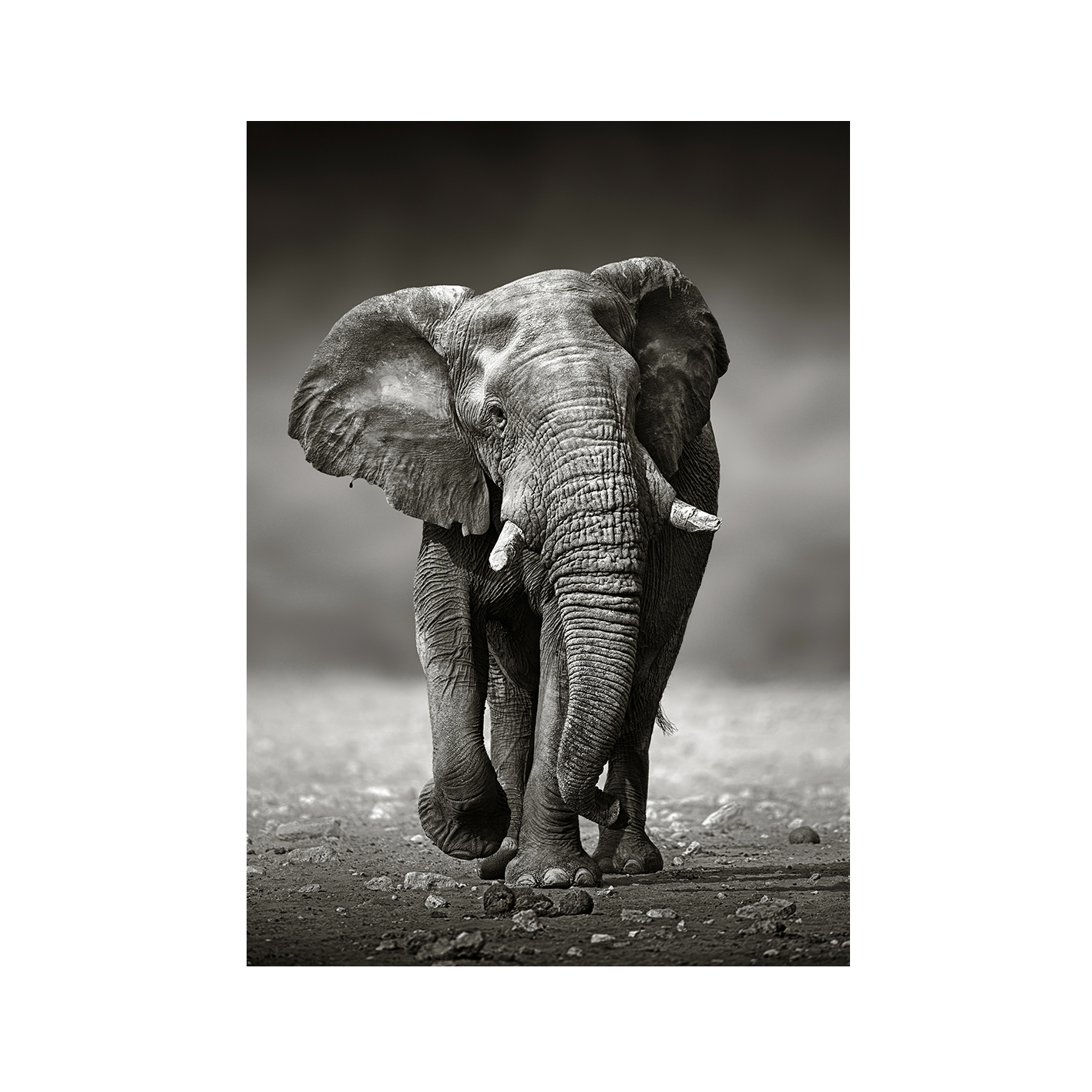 B&W Elephant Animals ELEFANTES-11 - Image 7