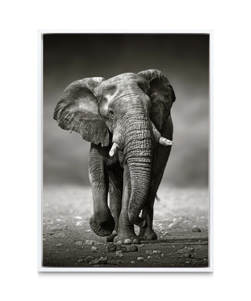 B&W Elephant Animals ELEFANTES-11 - Image 6