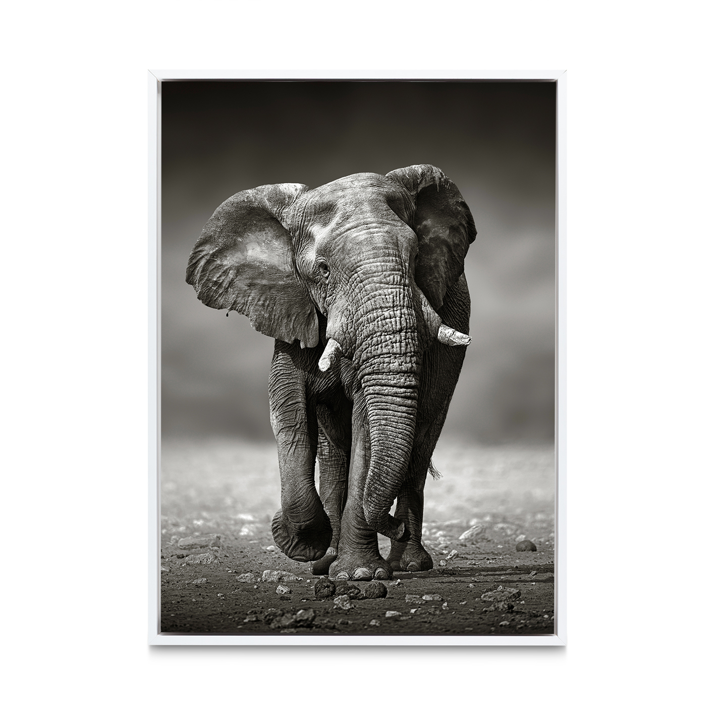 B&W Elephant Animals ELEFANTES-11 - Image 6