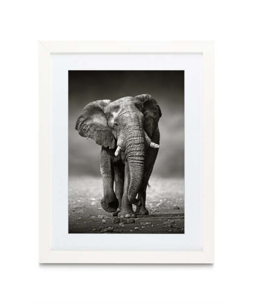 B&W Elephant Animals ELEFANTES-11 - Image 3