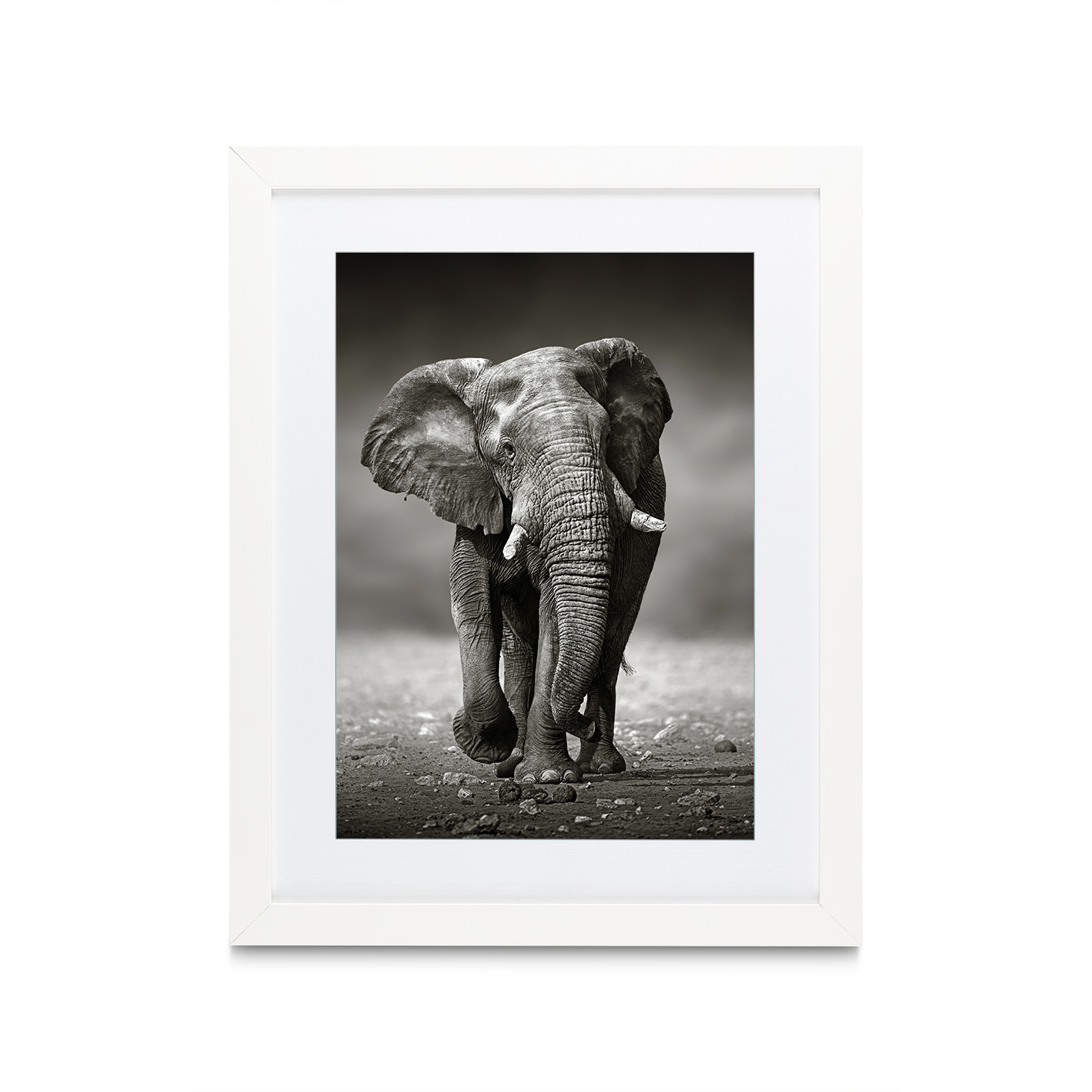 B&W Elephant Animals ELEFANTES-11 - Image 3