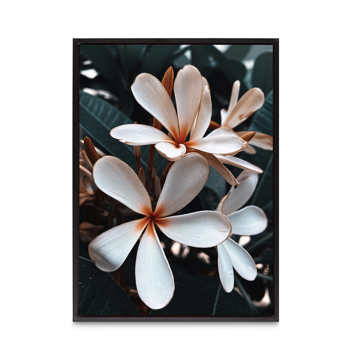 Beach Frangipani Floral FLORES_055 - Image 8