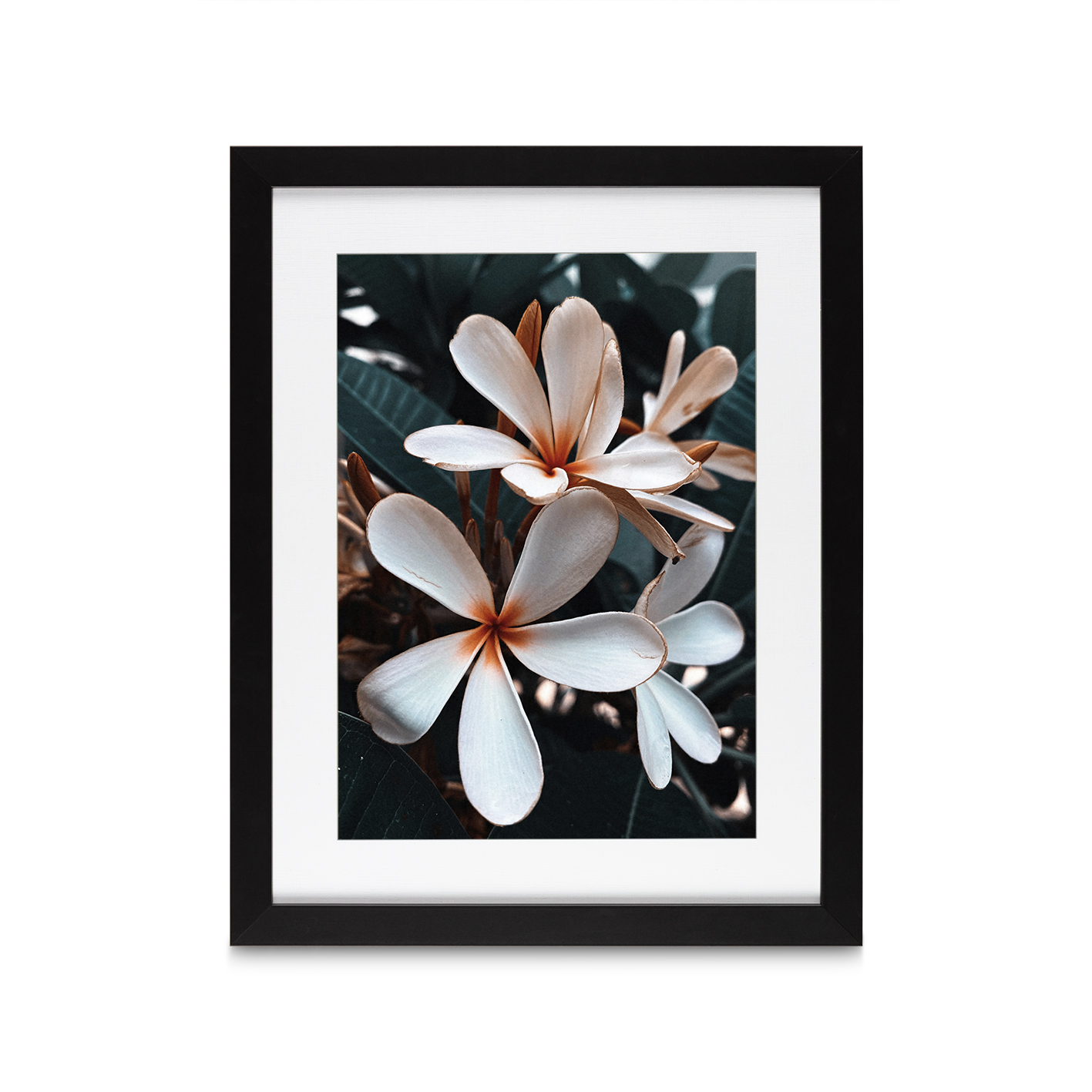 Beach Frangipani Floral FLORES_055 - Image 4