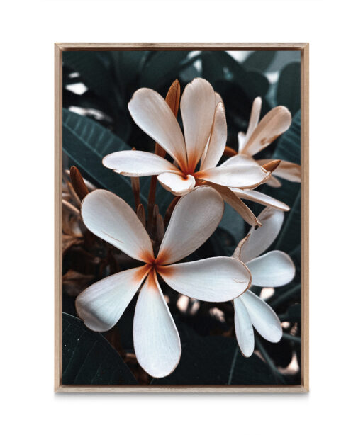 Beach Frangipani Floral FLORES_055 - Image 5