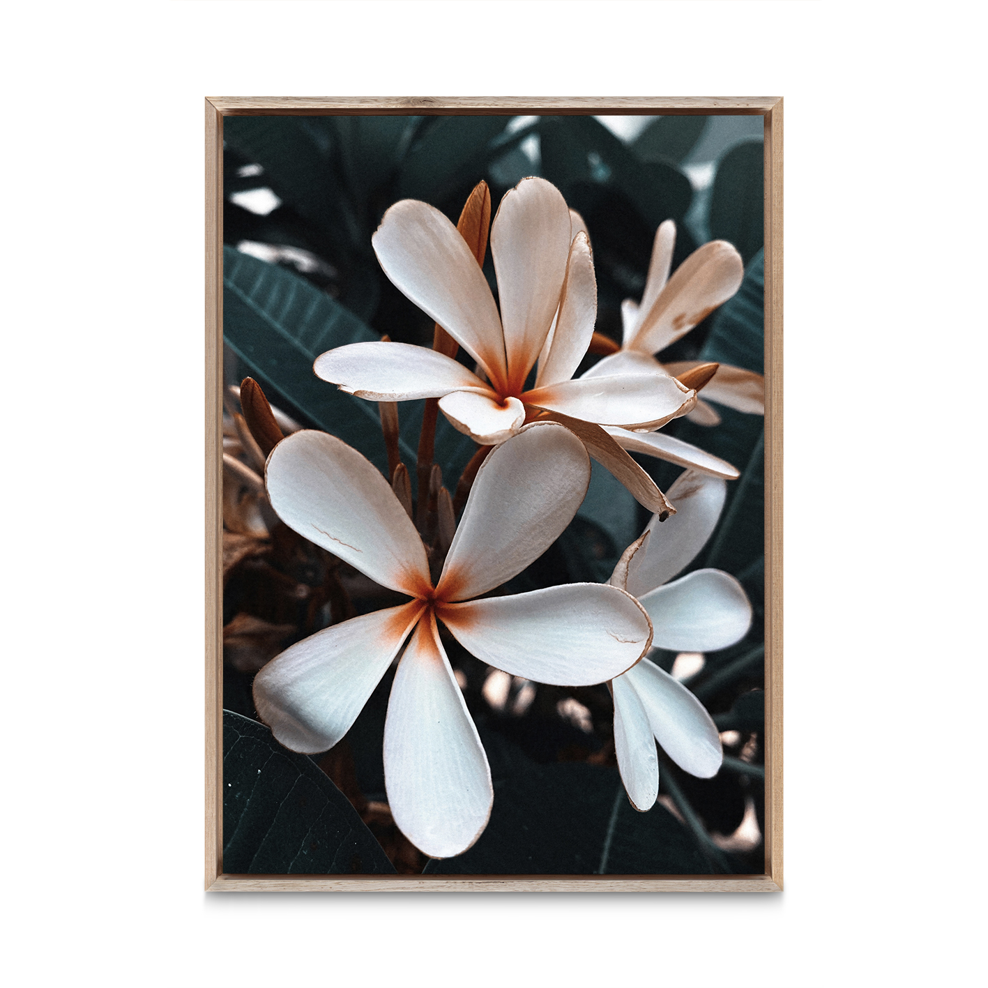 Beach Frangipani Floral FLORES_055 - Image 5