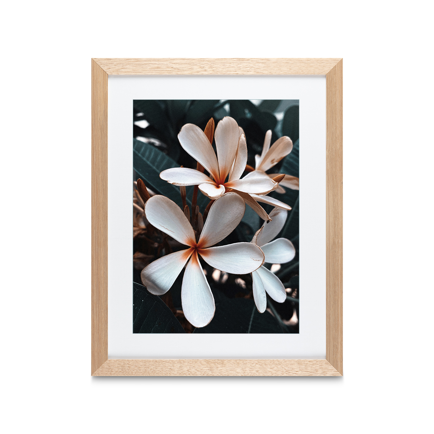 Beach Frangipani Floral FLORES_055 - Image 2