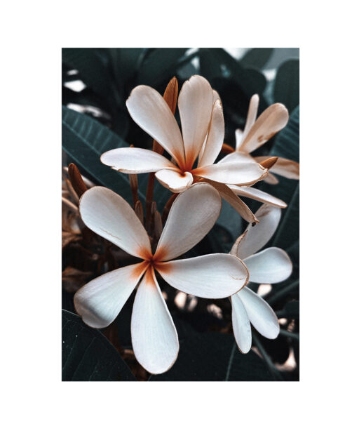 Beach Frangipani Floral FLORES_055 - Image 7