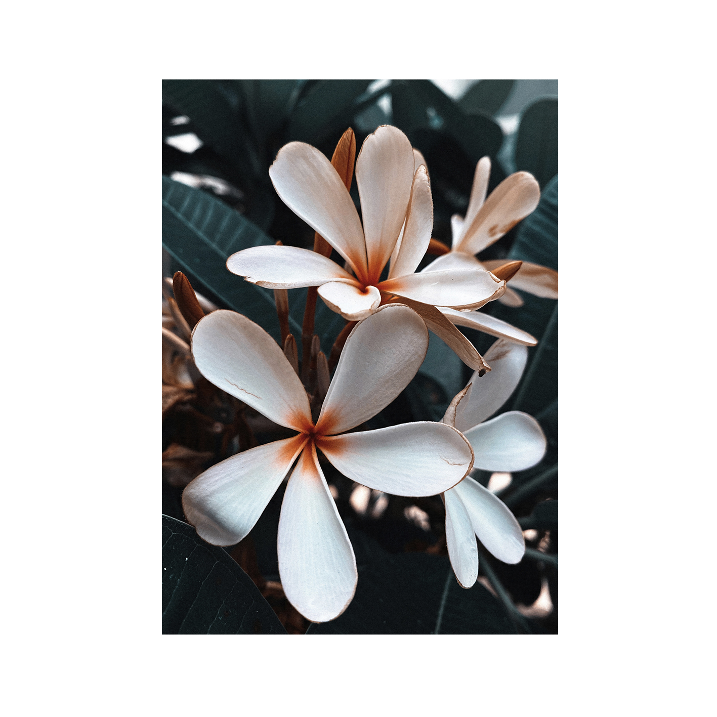 Beach Frangipani Floral FLORES_055 - Image 7