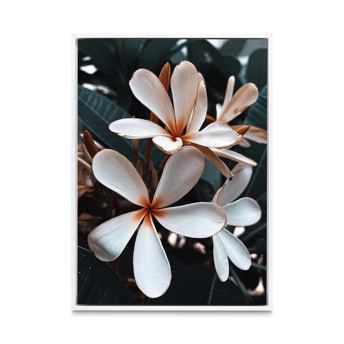 Beach Frangipani Floral FLORES_055 - Image 6