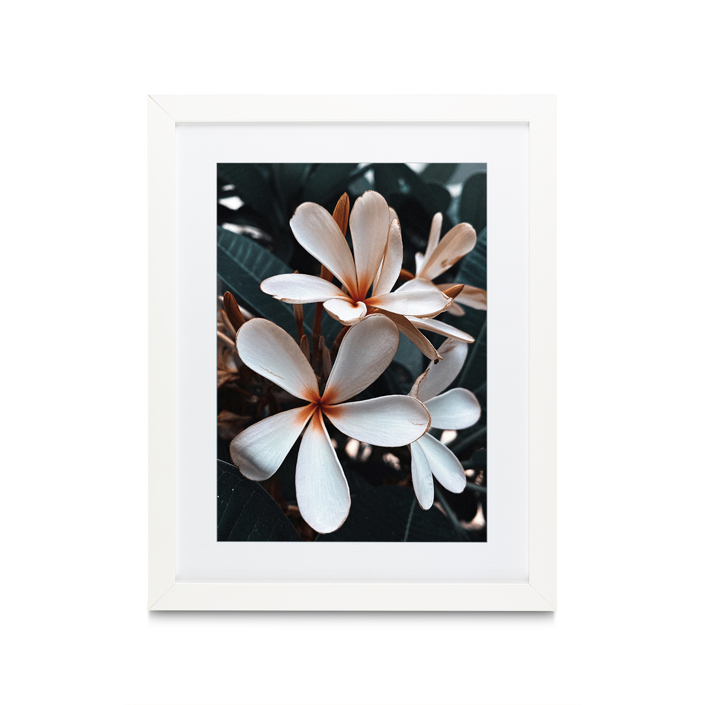 Beach Frangipani Floral FLORES_055 - Image 3