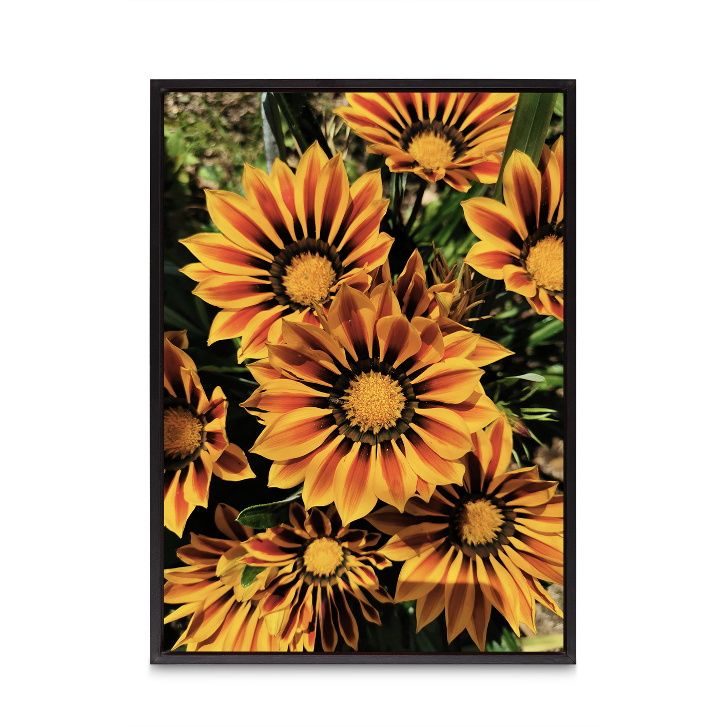Striped Sunflowers Floral FLORES_064 - Image 8