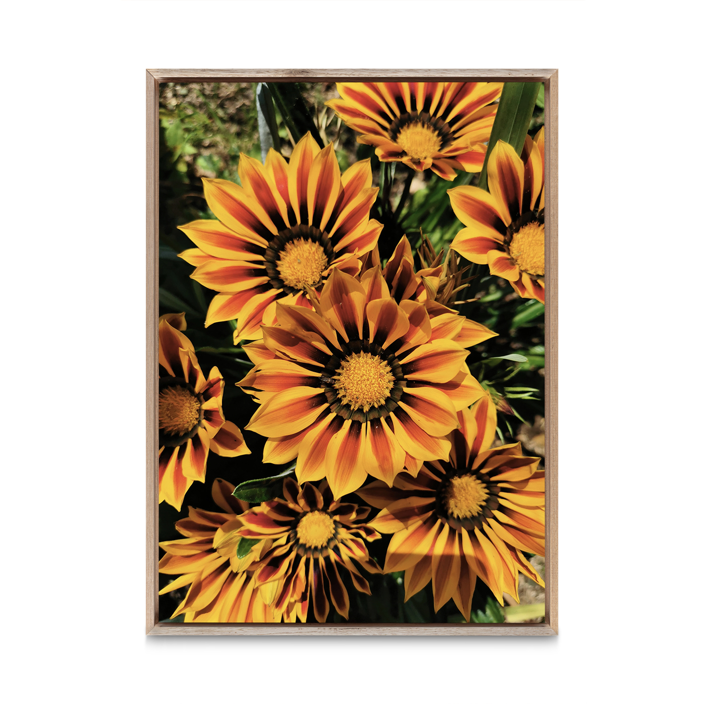 Striped Sunflowers Floral FLORES_064 - Image 5