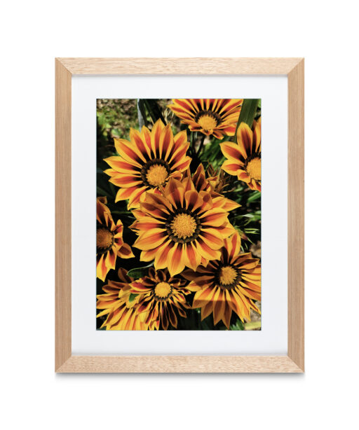Alternative view of Striped Sunflowers Floral FLORES_064