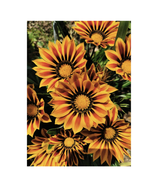 Striped Sunflowers Floral FLORES_064 - Image 7
