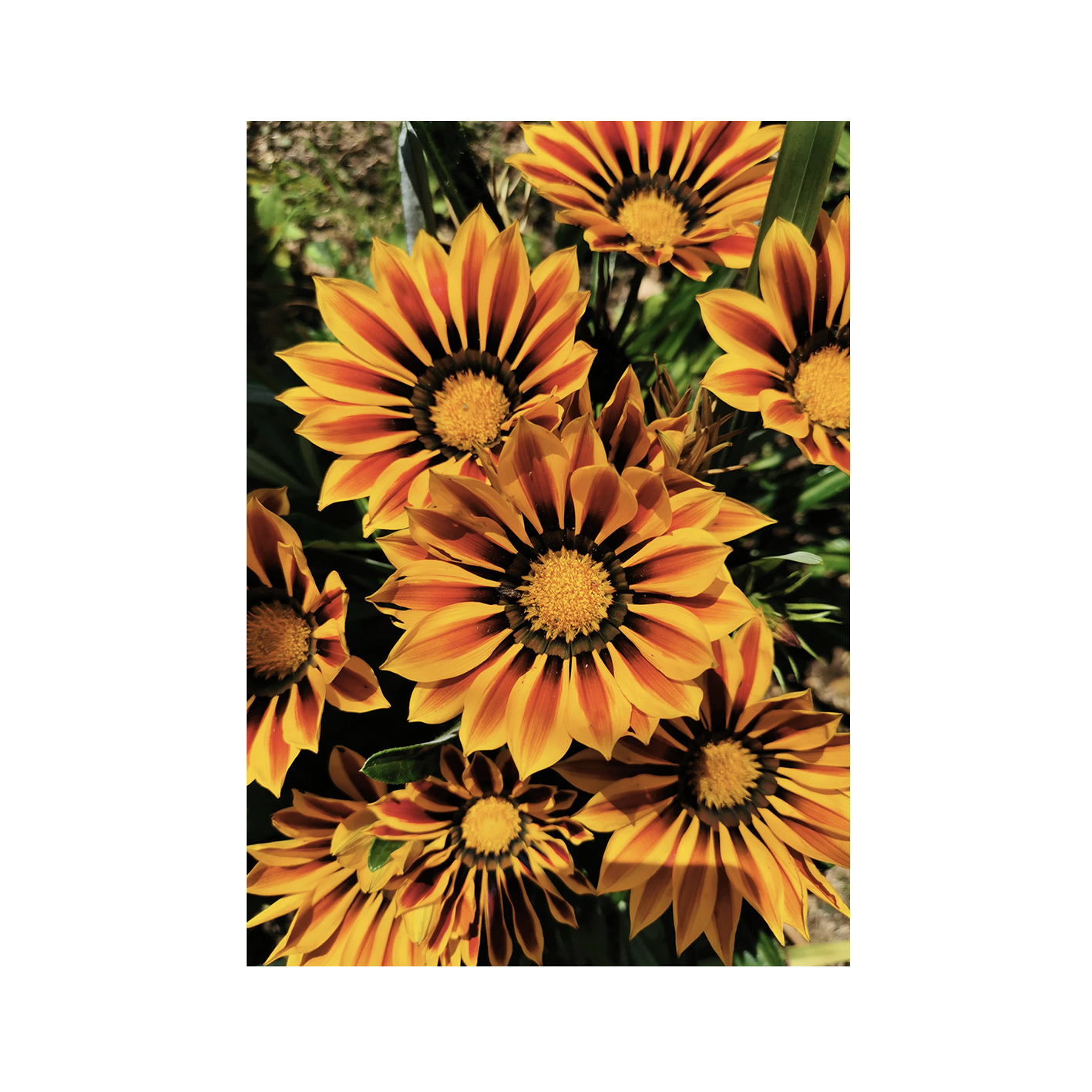 Striped Sunflowers Floral FLORES_064 - Image 7