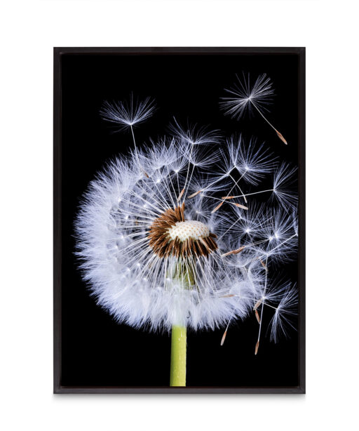 Dandelion Floral FLORES_114 - Image 8