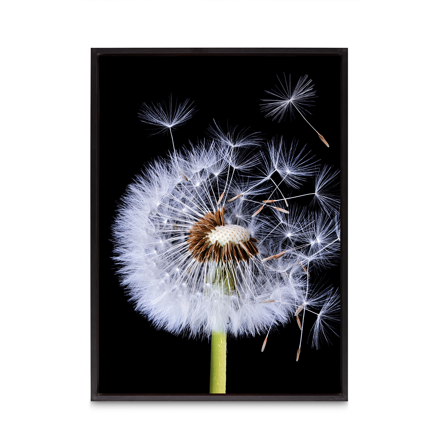 Dandelion Floral FLORES_114 - Image 8