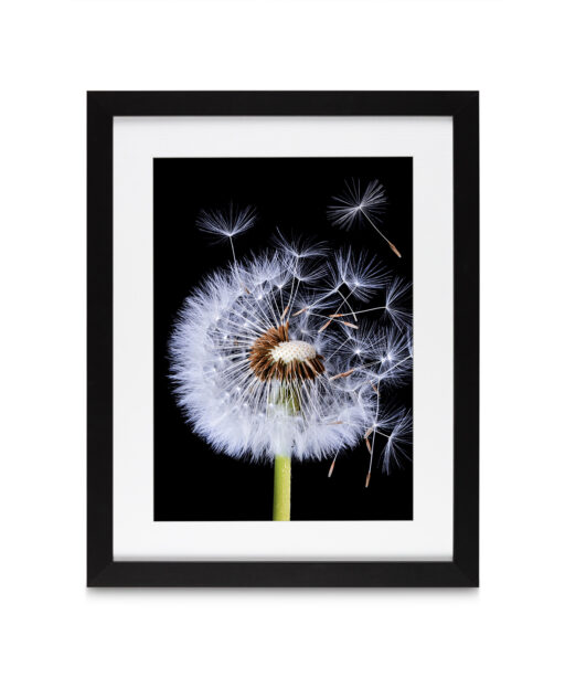 Dandelion Floral FLORES_114 - Image 4