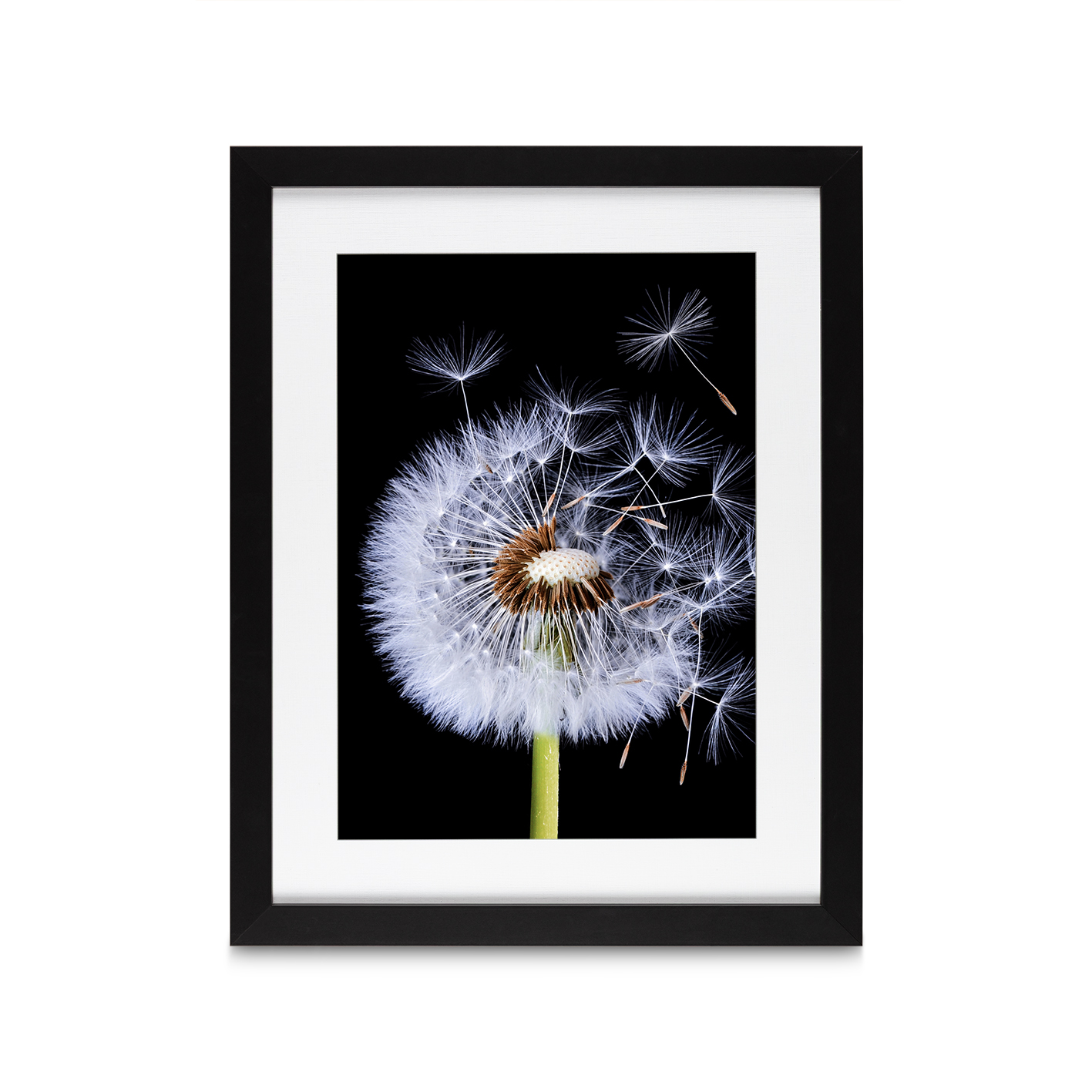 Dandelion Floral FLORES_114 - Image 4