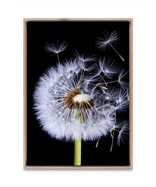 Dandelion Floral FLORES_114 - Image 5